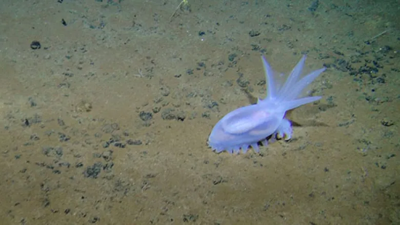 Pressure is on to start mining the deep sea. Is it worth it?